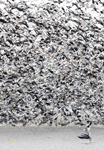 Snow Geese 6378